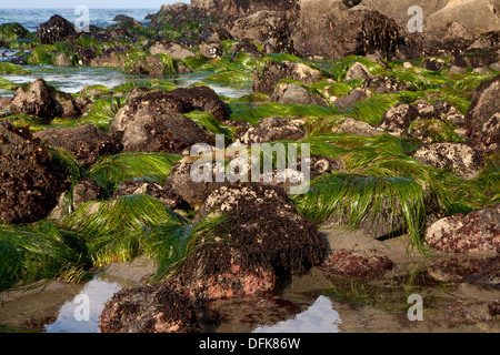 Sea grass is exposed during low tide at Whaleshead Beach in Southern Oregon. Stock Photo