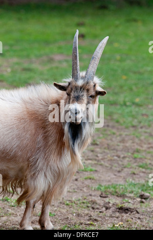 Nigerian dwarf goat Stock Photo