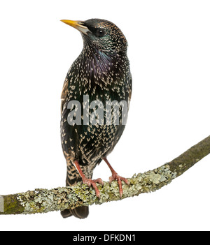 Common Starling perching on a branch, Sturnus vulgaris, against white background Stock Photo