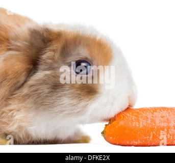 Satin Mini Lop rabbit eating a carrot against white background Stock Photo