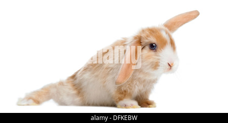 Satin Mini Lop rabbit against white background Stock Photo