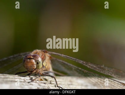 Immature Common darter Dragon fly just hatched Stock Photo