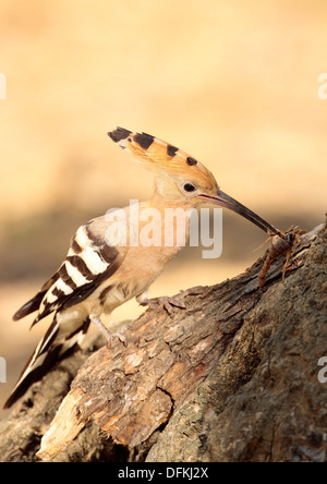 Hembra de abubilla con ceba Stock Photo