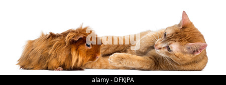 Cat and Peruvian Guinea Pig against white background Stock Photo