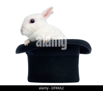 Mini rex rabbit appearing from a top hat against white background Stock Photo