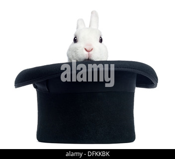 Mini rex rabbit appearing from a top hat against white background Stock Photo