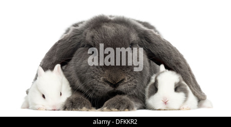 Lop-eared rabbit and young rabbits against white background Stock Photo