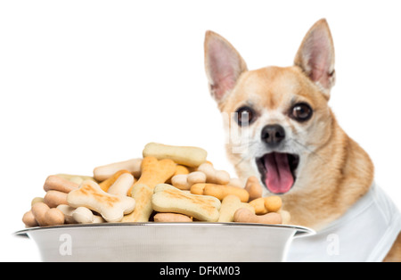 Close up of a Chihuahua panting, behind of a full dog bowl against white background Stock Photo