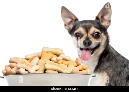 Close up of a Chihuahua panting, behind of a full dog bowl against white background Stock Photo