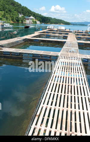 Aquatic farm on the lake under sunshine Stock Photo