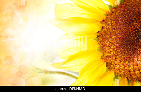 Sunflower closeup and sun star Stock Photo
