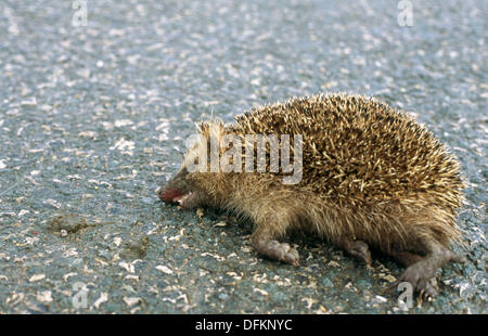 hedgehog run over Stock Photo - Alamy