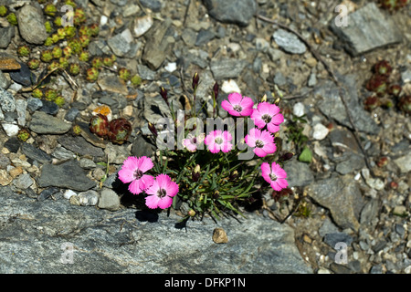 Dianthus pavonius Stock Photo