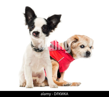 Harelip Chihuahua and crossbreed dog sitting against white background Stock Photo