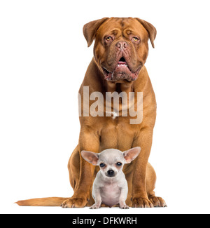 Dogue de Bordeaux and baby Chihuahua sitting against white background Stock Photo