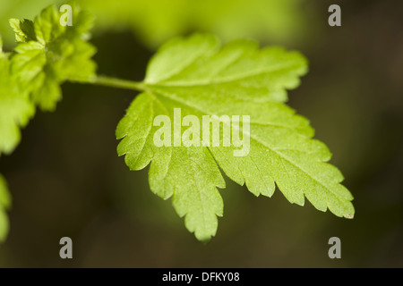 alpine currant, ribes alpinum Stock Photo