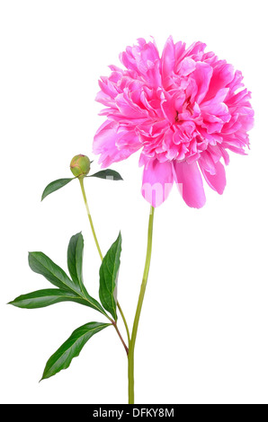 Pink peony flower isolated on white background