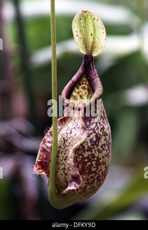 Nepenthes deaniana a tropical pitcher plant endemic to the Philippines.it grows at an altitude of 1180–1296 m above sea level.. Stock Photo