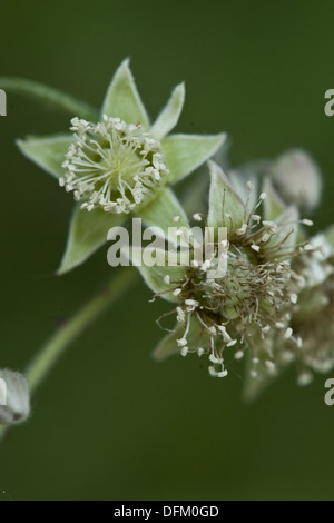 raspberry, rubus idaeus Stock Photo