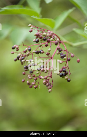 elder, sambucus nigra Stock Photo