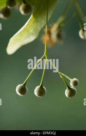 large-leaved linden, tilia platyphyllos Stock Photo