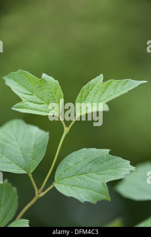 guelder rose, viburnum opulus Stock Photo