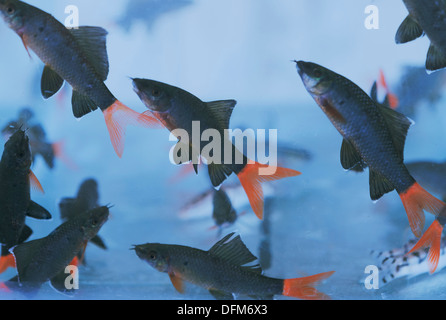 shark aquarium  [Land] [Pan] [Sq] [PH] Stock Photo