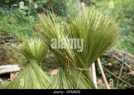 Minority group cultivate hemp for made traditional cloth, now drying on the back yard in the house, Sa Pa, Vietnam Stock Photo