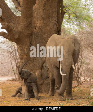 Baby African Elephant (Loxodonta africana) with mother, getting up after a sleep Stock Photo
