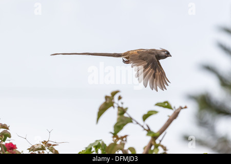 A beautiful long tailed Speckled Mousebird leaping in the air as it is about to take off Stock Photo