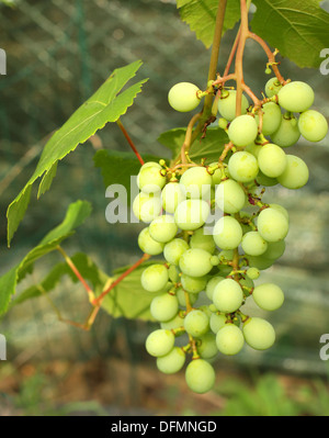 Ripening green grape on the vine in summer Stock Photo