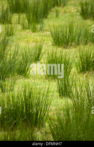 Hard Rush grass juncus inflexus in farm field Stock Photo