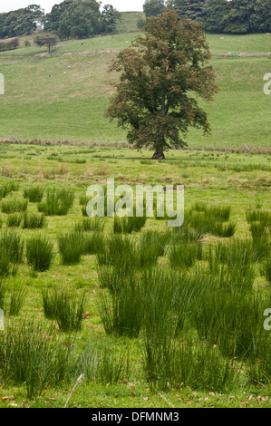 Hard Rush grass juncus inflexus in farm field Stock Photo