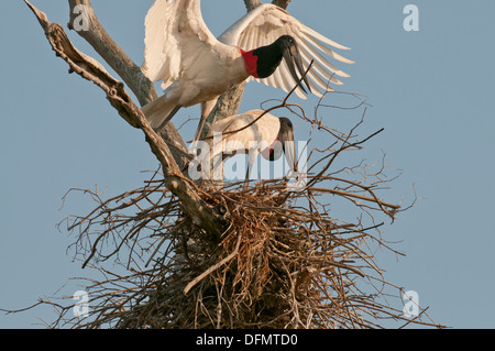 Stock photo of nesting jabiru storks, Pantanal, Brazil. Stock Photo