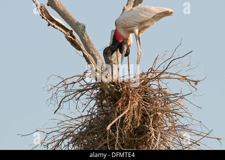 Stock photo of nesting jabiru storks, Pantanal, Brazil. Stock Photo