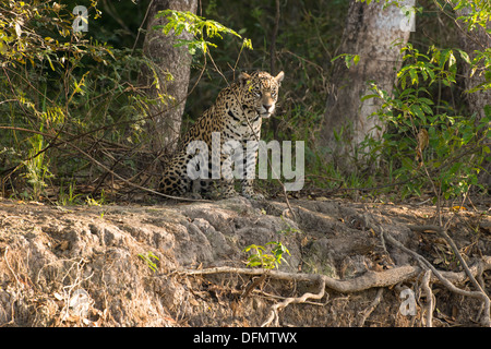 Stock photo of a jaguar sitting on the riverbank, Pantanal, Brazil. Stock Photo