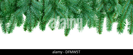 Christmas tree branches isolated on white background Stock Photo - Alamy