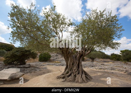 Large olive tree with large trunk and branches near Pont du Gard France 138684 Pont du Gard Stock Photo