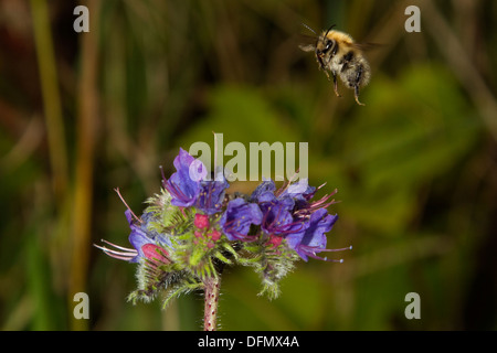 Common Carder Bumble Bee in flight Stock Photo