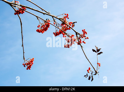 red berries in dutch nature Stock Photo