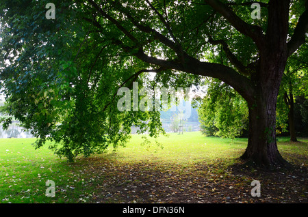 seasonal image with park and maple tree in back lighting Stock Photo