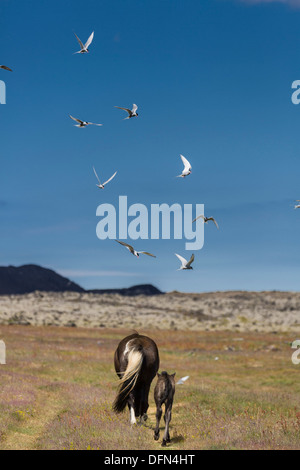 Arctic Terns with Mare and Foal, Iceland. Icelandic purebred horses. Stock Photo