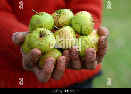 Apples held in hands Stock Photo