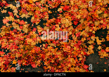 Autumn , scene of fallen red & yellow plane tree leaves on a black background/street