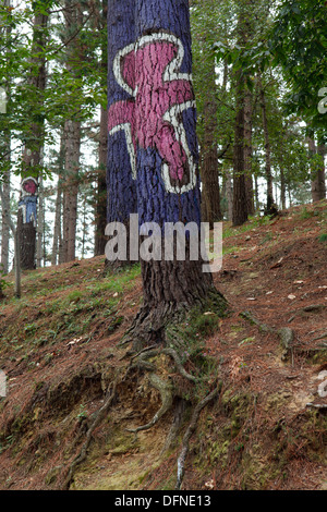 Painted trunks of trees, El bosque pintado de Oma, El bosque animado de Oma, Parte de este nino y parte del otro da uno mas, A p Stock Photo