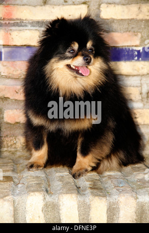 Pomeranian breed lulu posing for the camera Stock Photo