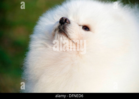 Pomeranian breed lulu posing for the camera Stock Photo