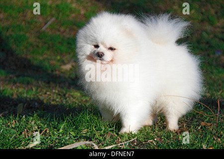 Pomeranian breed lulu posing for the camera Stock Photo