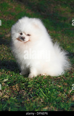 Pomeranian breed lulu posing for the camera Stock Photo