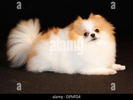 Pomeranian breed lulu posing for the camera Stock Photo